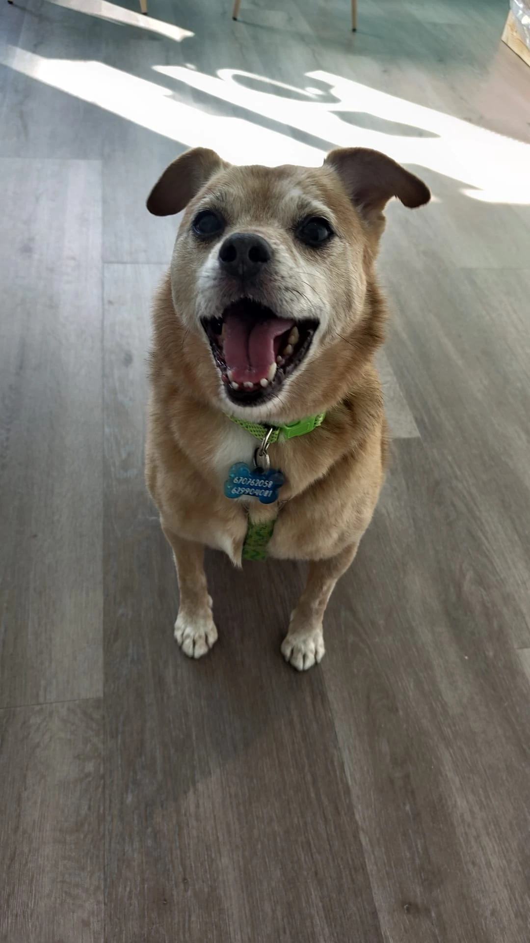 Baño perro peluqueria canina vicalvaro