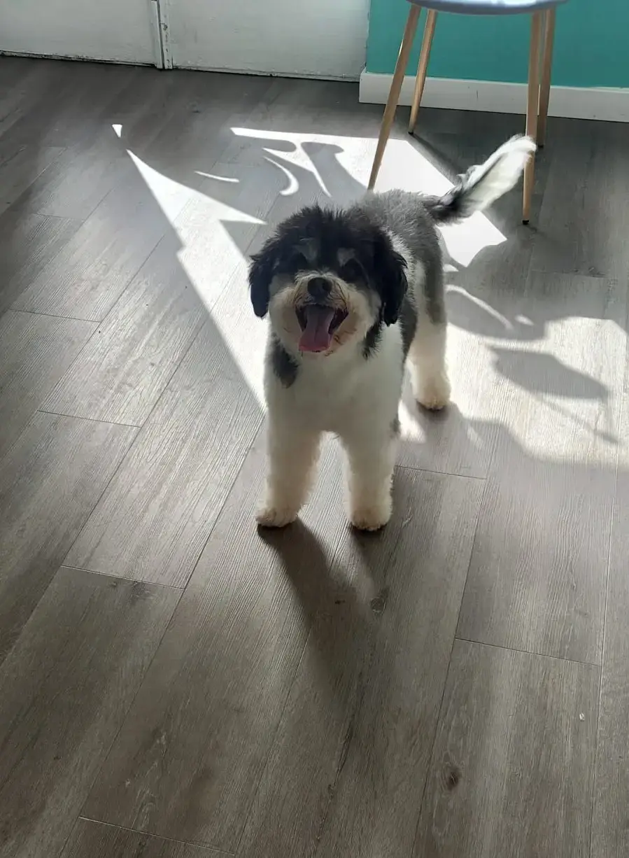 Baño y arreglo peluqueria canina vicalvaro