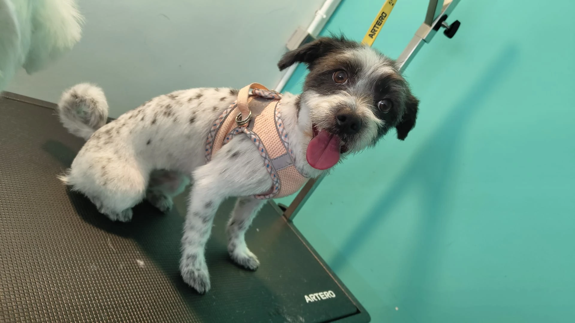 Corte y baño peluqueria canina vicalvaro