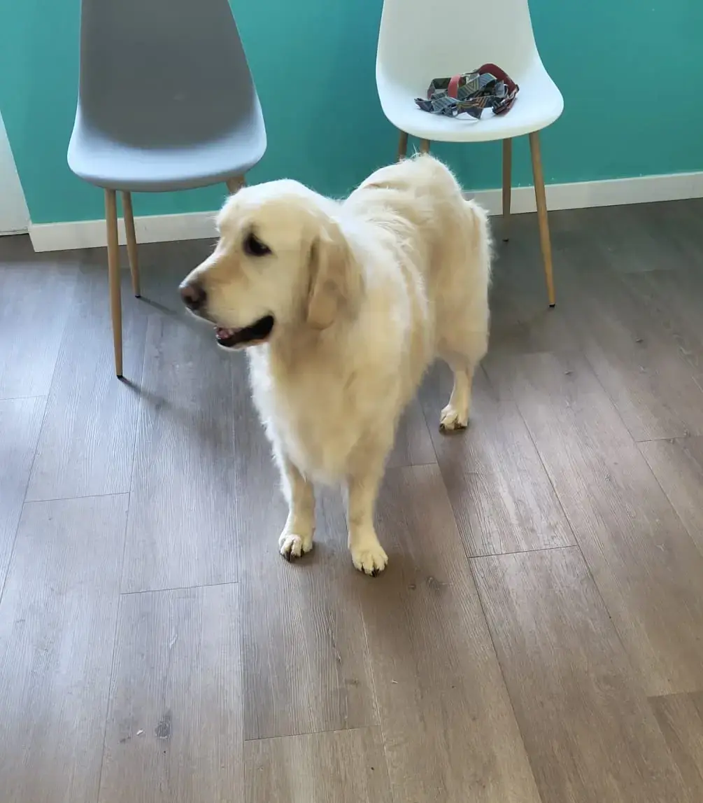 Golden baño peluqueria canina vicalvaro