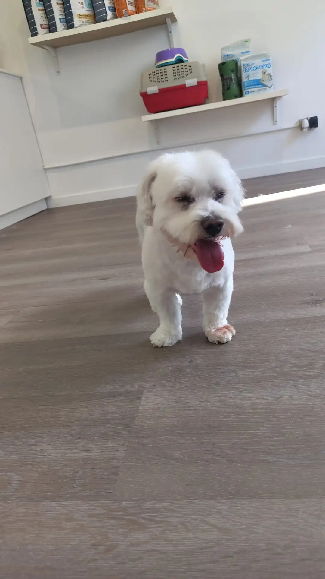 Baño y secado de perro en peluqueria canina viclavaro