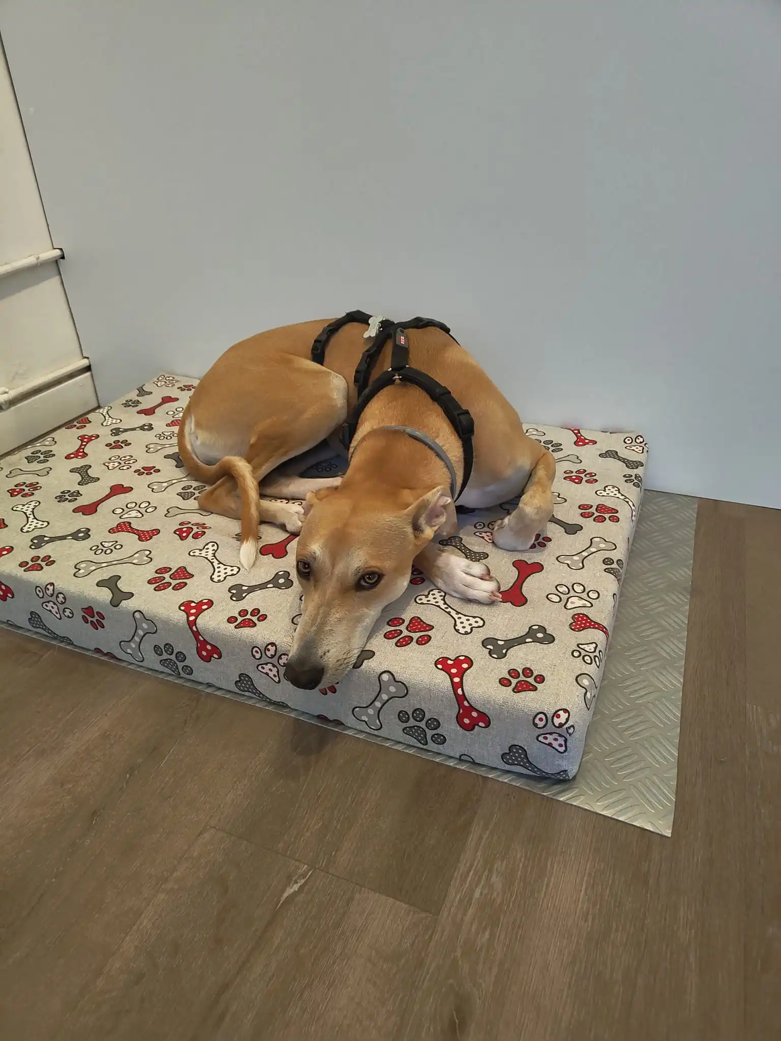 Perro descansando peluqueria canina viclavaro