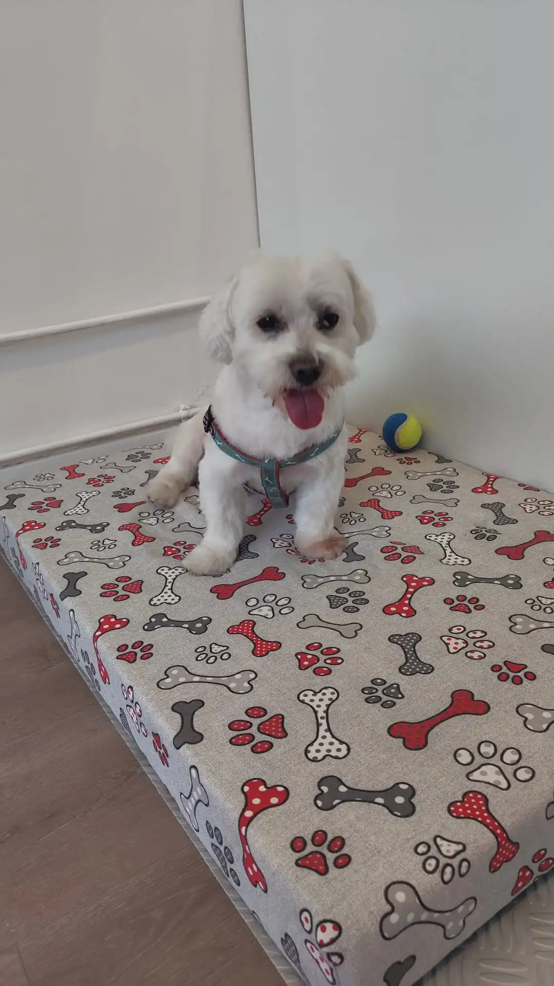 Perro para peluqueria canina vical