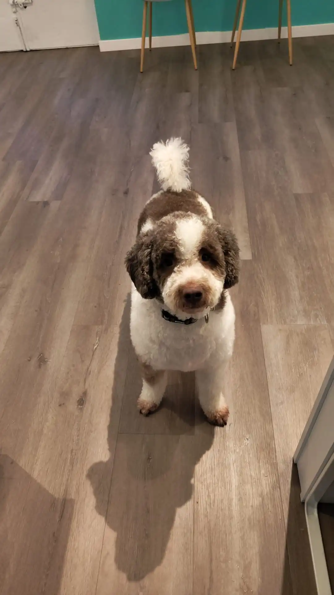 Perro tras corte comercial en Vicálvaro