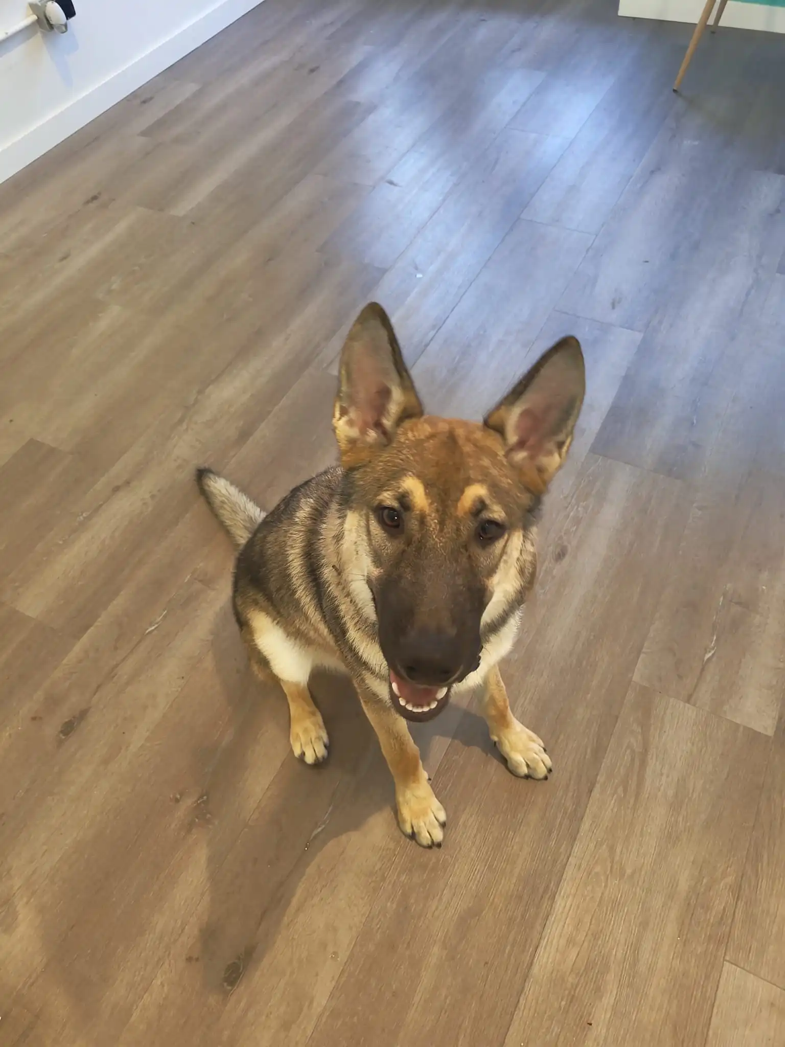 Perro feliz y limpio tras su sesión de estética