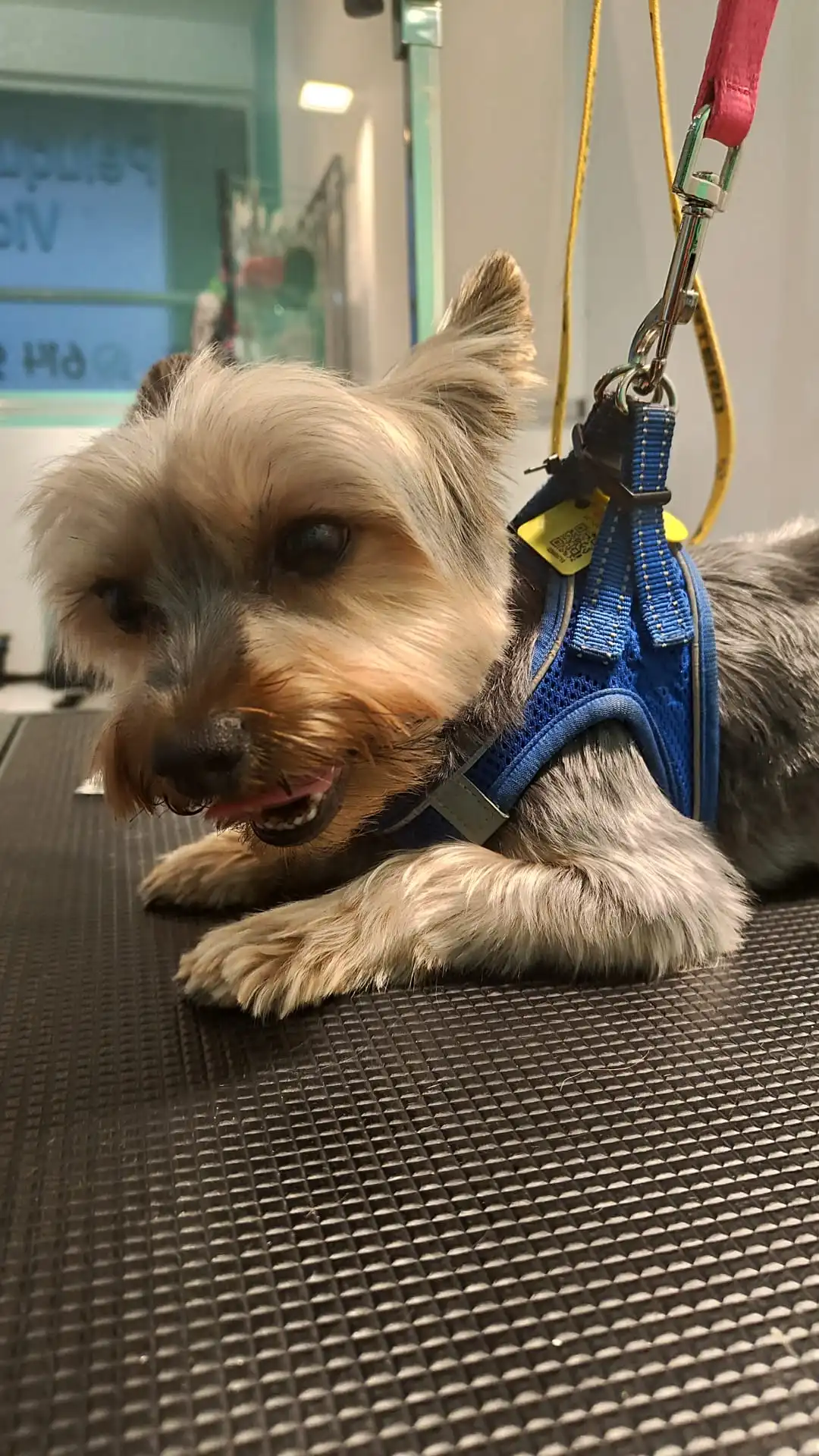 Peluquería canina Vicálvaro perro