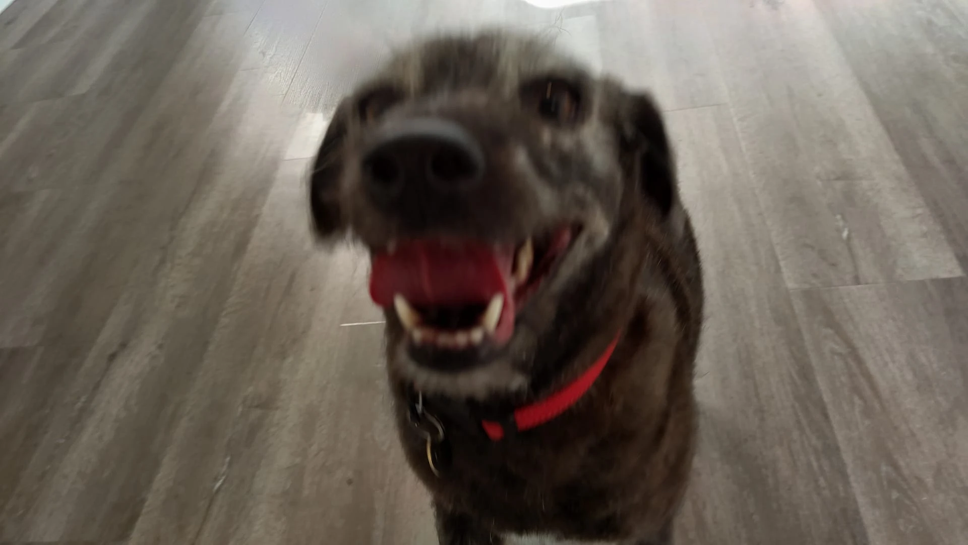 Perro Feliz peluqueria canina vicalvaro