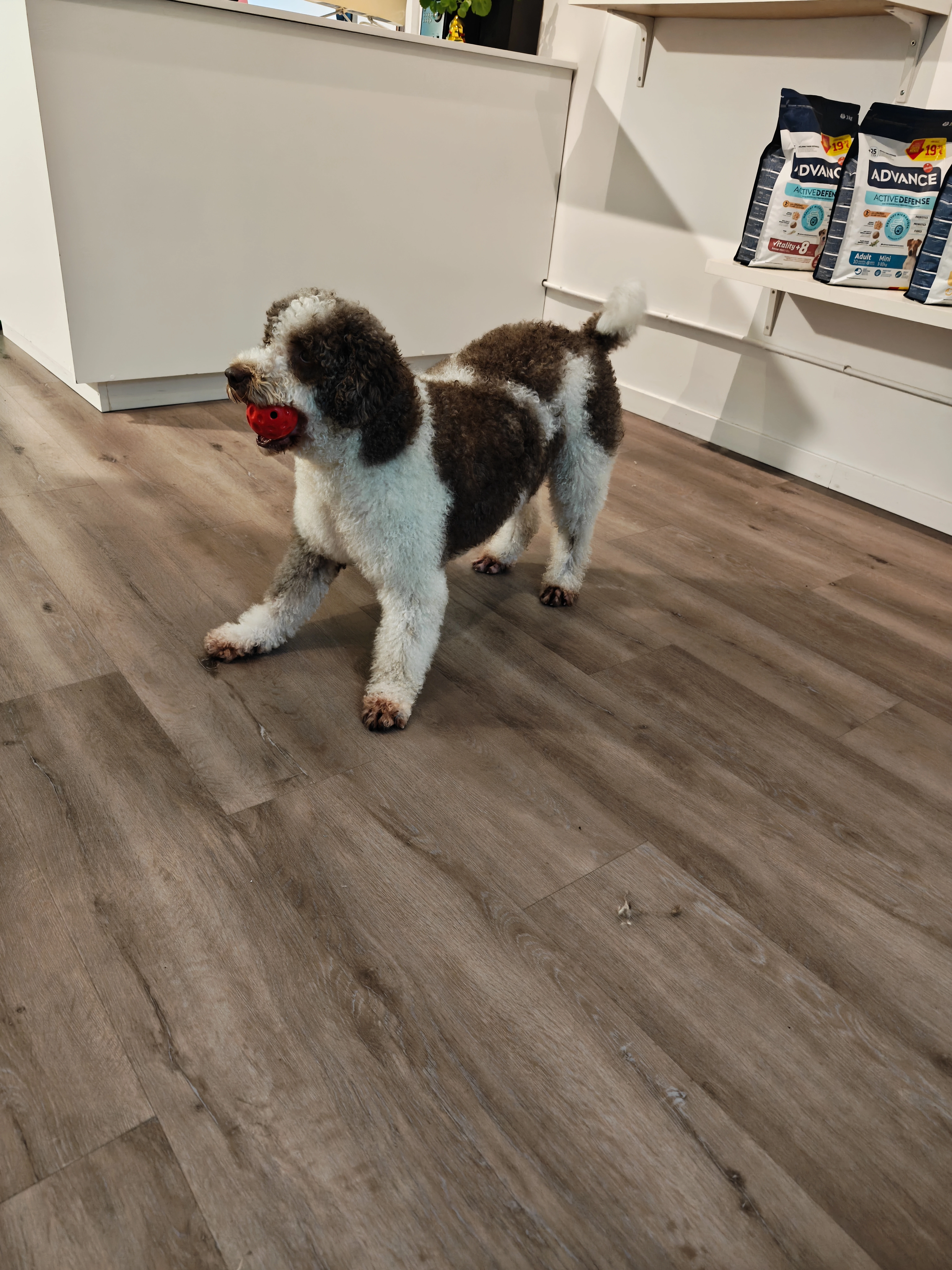 perro de aguas peluqueria canina vicalcaro