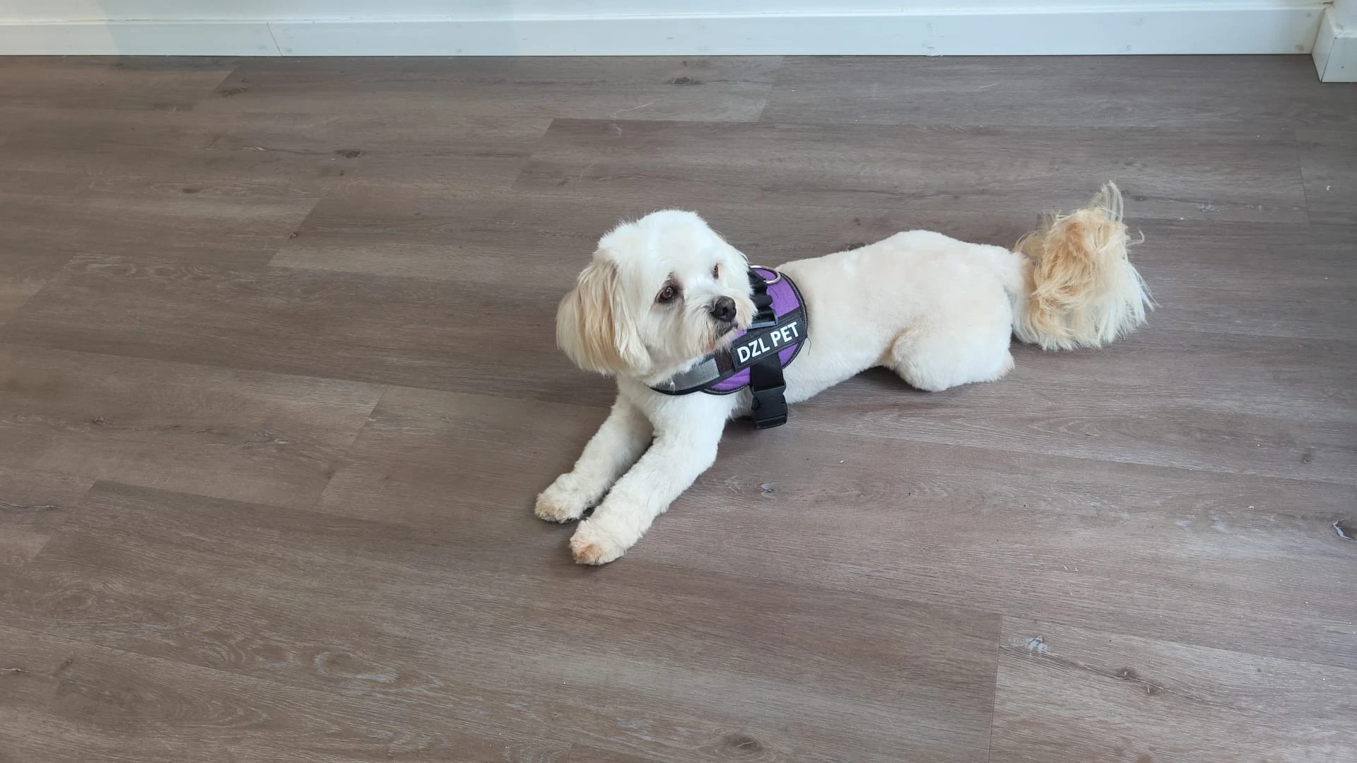 Perro desdepues del baño peluqueria canina vicalvaro