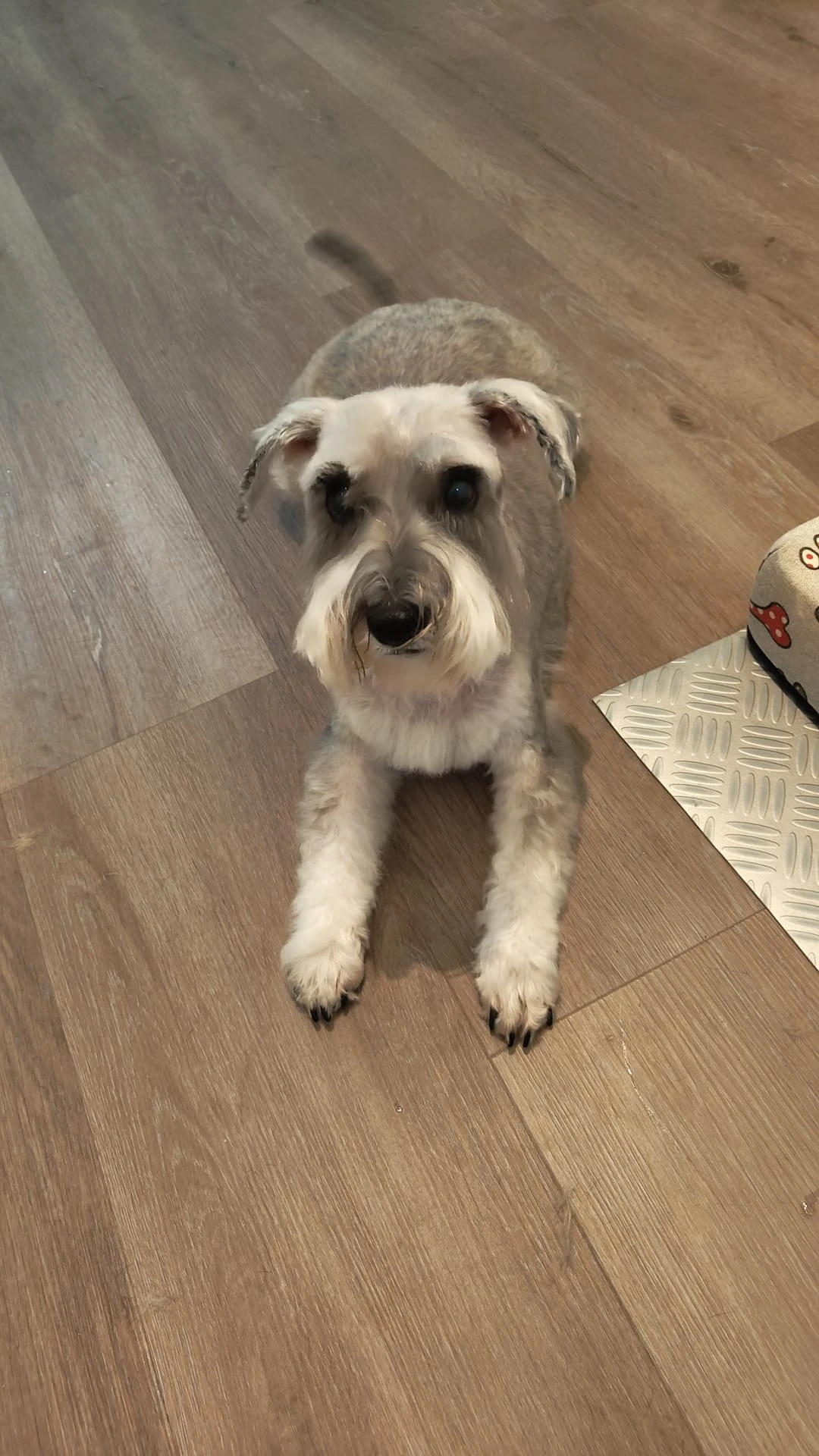 Schnauzer corte y baño peluqueria canina vicalvaro