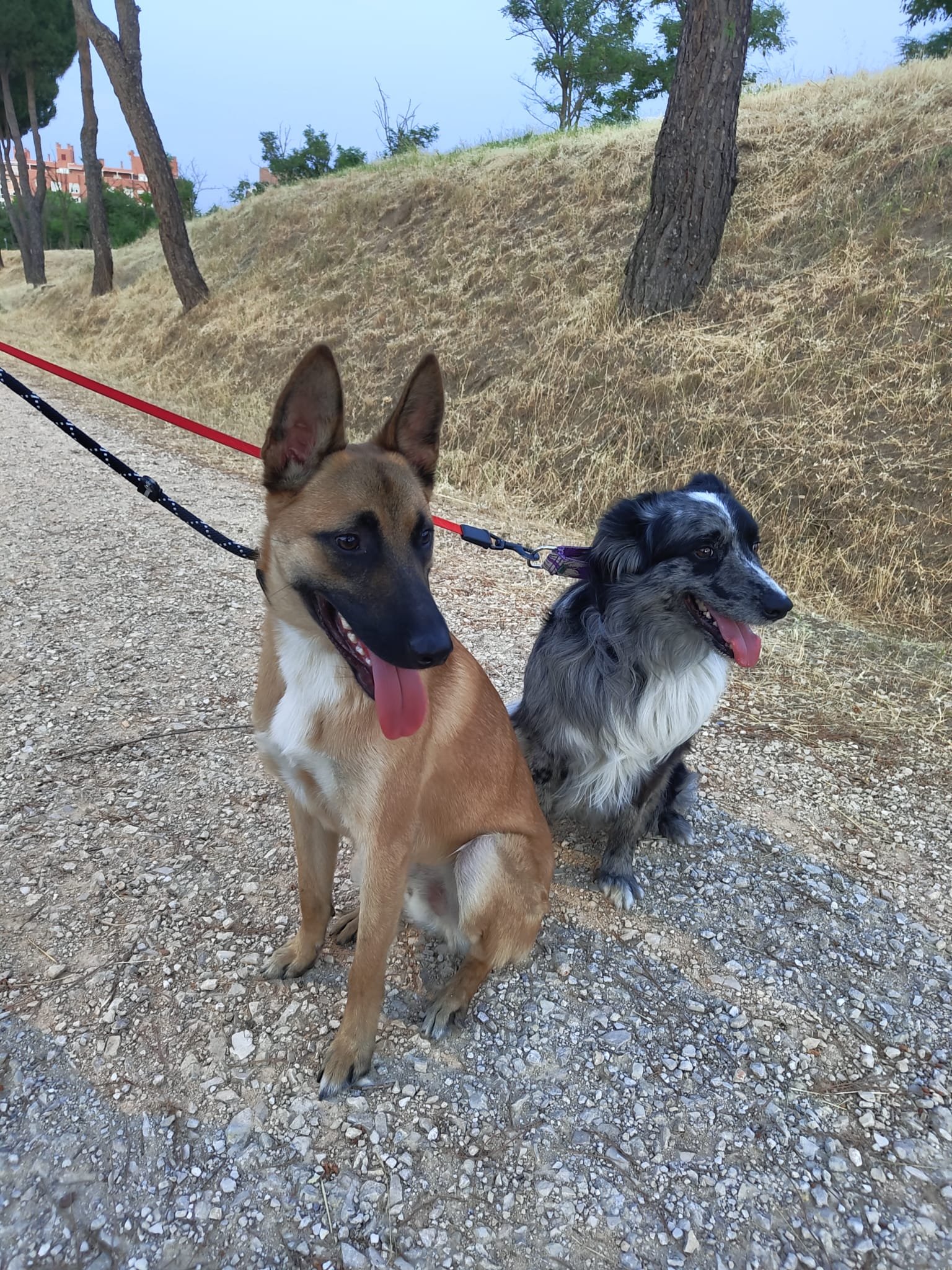 Perros de Peluquería Canina Vicálvaro