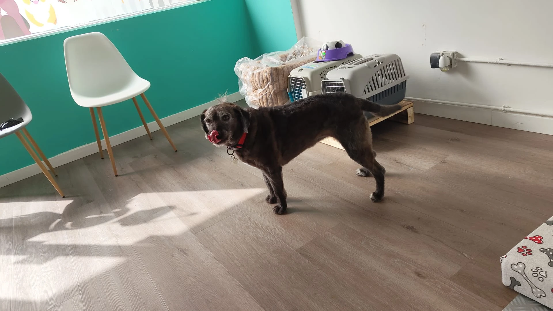 Stripping peluqueria canina vicalvaro