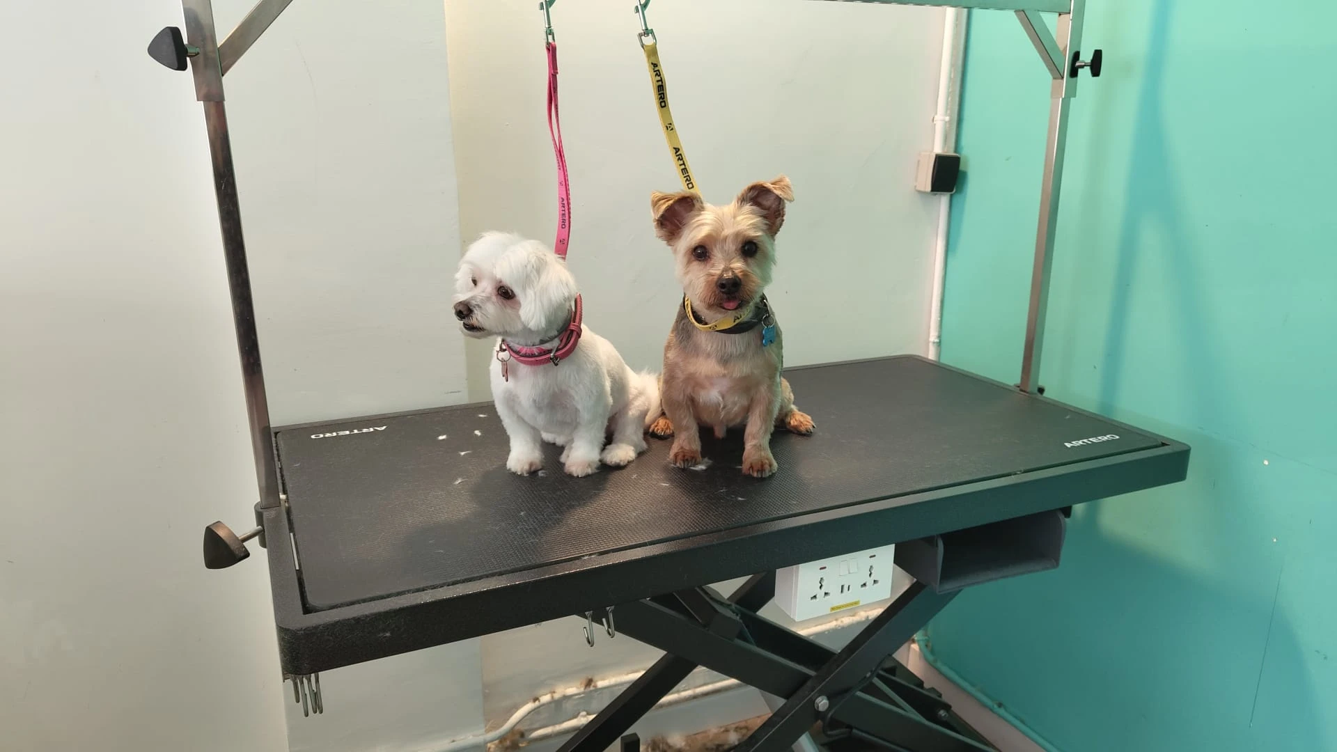 Yorkshire corte y baño peluqueria canina vicalvaro